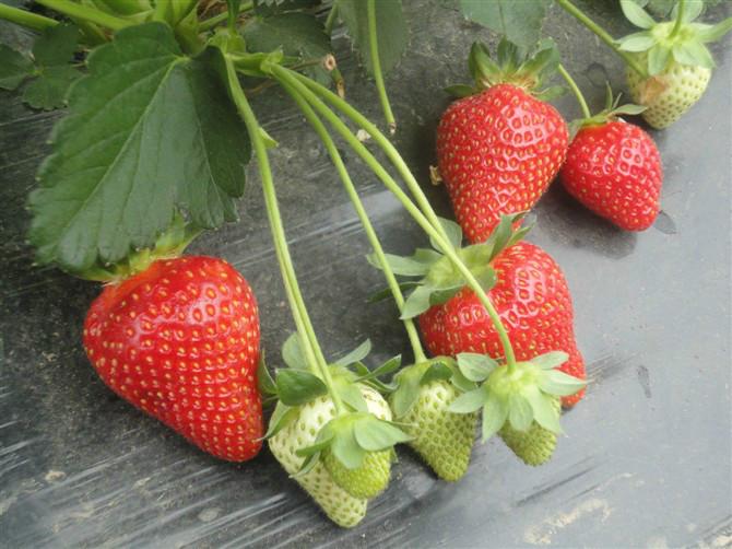 供应草莓的营养价值
