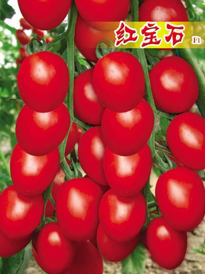 供应红宝石-小番茄种子，红色小番茄种子，台湾番茄种子图片