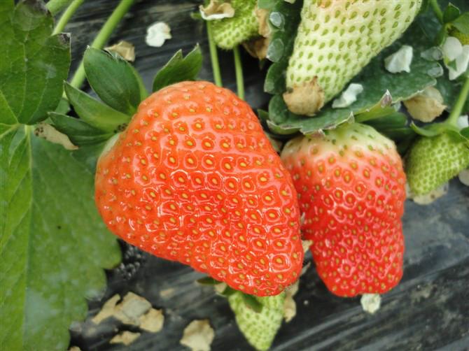 供应江苏最好的法兰地草莓供应商，江苏规模最大的法兰地草莓基地图片