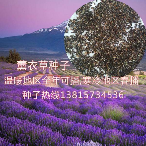 供应法国狭叶薰衣草种子/包邮香草种子50克起售/庭院花草种子