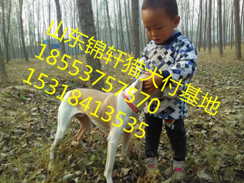 济宁市怎么训练格力犬猎兔厂家