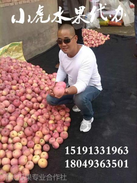 供应陕西苹果红富士苹果膜袋苹果价格