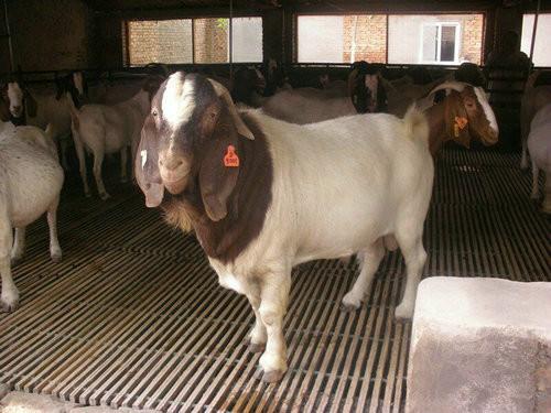 波尔山羊种羊养殖场肉羊养殖 肉羊繁殖 买羊