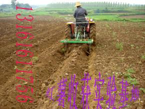紫薯种子供应紫薯种子/短蔓紫皮紫心地瓜种
