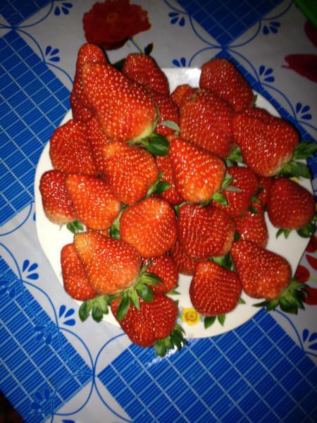 供应山西法兰地草莓法兰地草莓苗