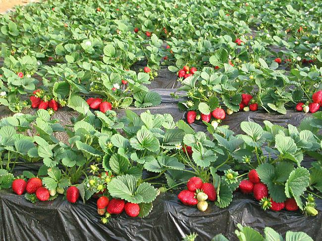 供应北京新鲜草莓代收