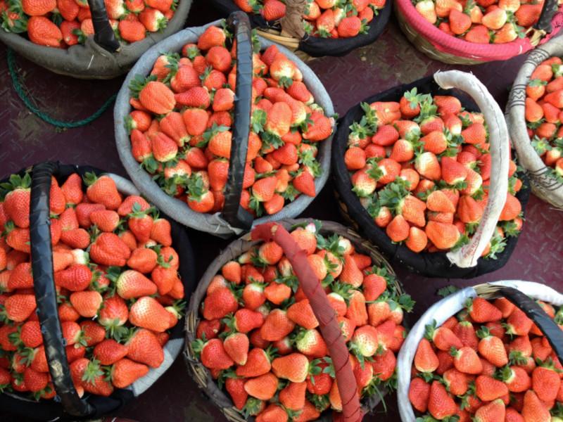 供应浙江杭州温室大棚草莓