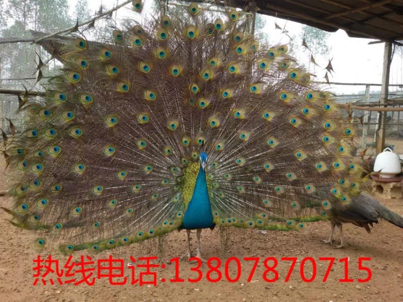 广西省2015年孔雀苗出售孔雀价格批发