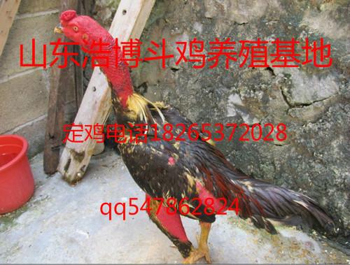 云南哪里有卖纯种越南斗鸡的批发