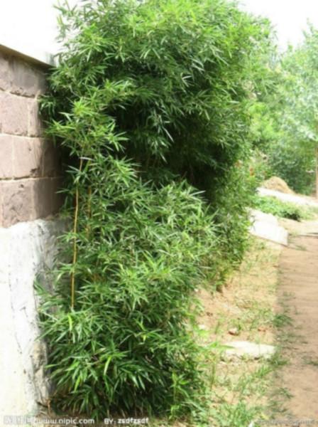 供应观赏竹子园林绿化中的应用北京竹子