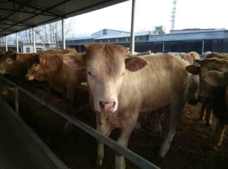 供应沧州卖牛市场 余姚哪里的肉牛便宜