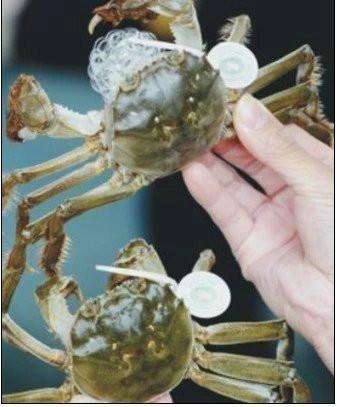 供应抽奖螃蟹扣子具有二次消费功能的螃蟹扣子 大闸蟹防伪扣子