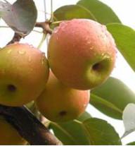 供应用于苹果苗种植园的2016年最优质的红将军苹果苗图片