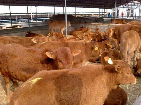 供应哪里有卖鲁西黄牛鲁西黄牛市场价格鲁西黄牛哪家价格便宜