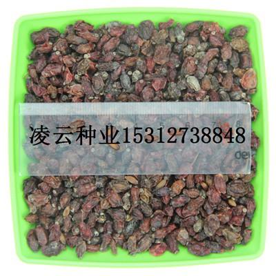 供应红叶小檗种子价格