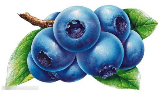 供应用于软化毛细血管蓝莓提取物