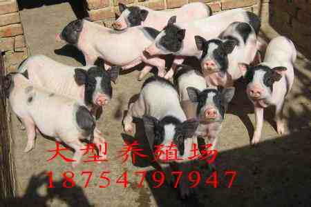 供应扬州香猪巴马香猪养殖成本