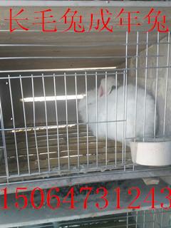 供应长毛兔珍珠系种兔价格吉林省有珍珠系长毛兔养殖场吗