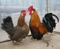 供应山东欣馨珍禽养殖常年出售元宝鸡