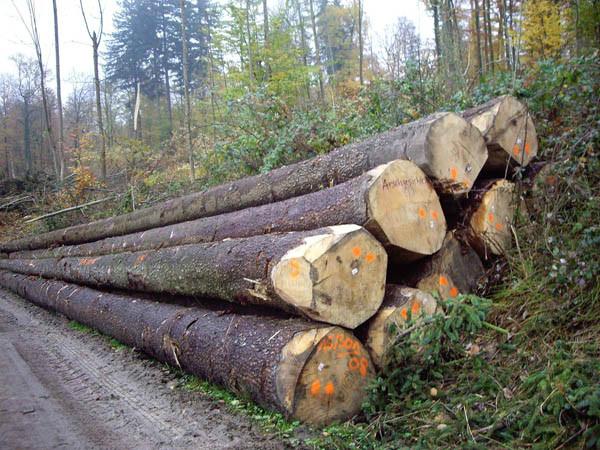 供应云杉烘干板材,云杉板材木方,云杉原木
