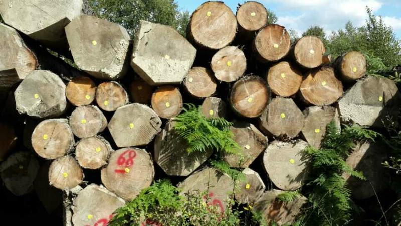 供应欧洲云杉板材,云杉板材,云杉木材,云杉规格材