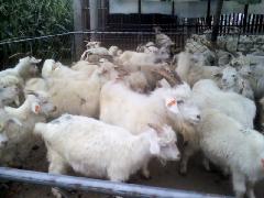 纯种白山羊怀孕大母羊价格最低批发