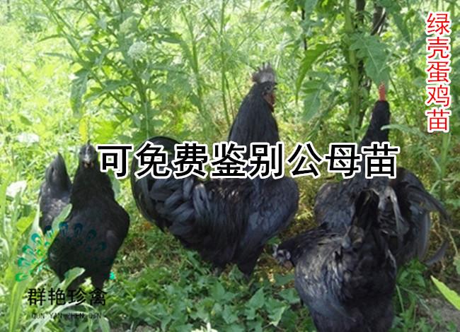 广州市洞口蛋鸡苗批发商厂家供应洞口蛋鸡苗批发商-洞口绿壳蛋鸡苗价格