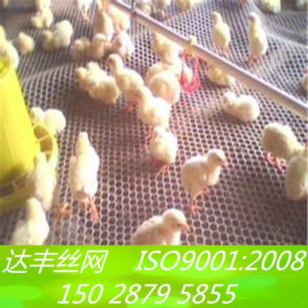 供应养殖塑料网 养鸡塑料网