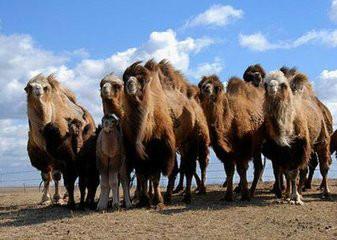 供应骆驼养殖场山东骆驼价格