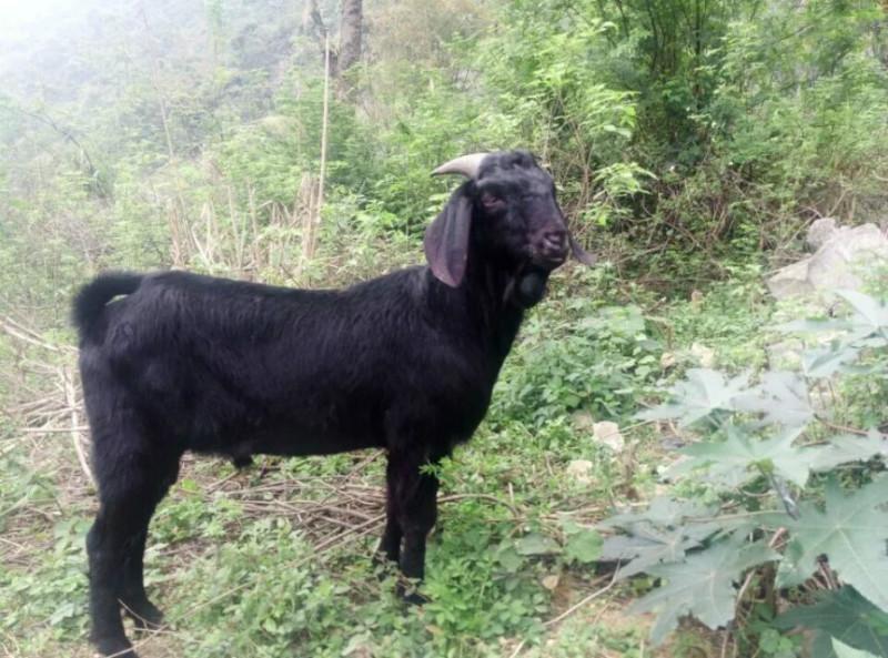 广东努比亚黑山羊养殖基地批发