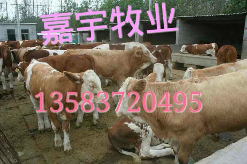 广西肉牛养殖合作社批发