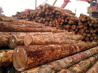 供应非洲原木进口操作大全  号外！号外！非洲木材进口操作大全
