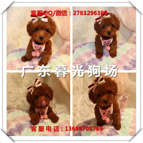 供应血统泰迪广州纯种泰迪犬出售广州泰迪犬价格泰迪犬图片