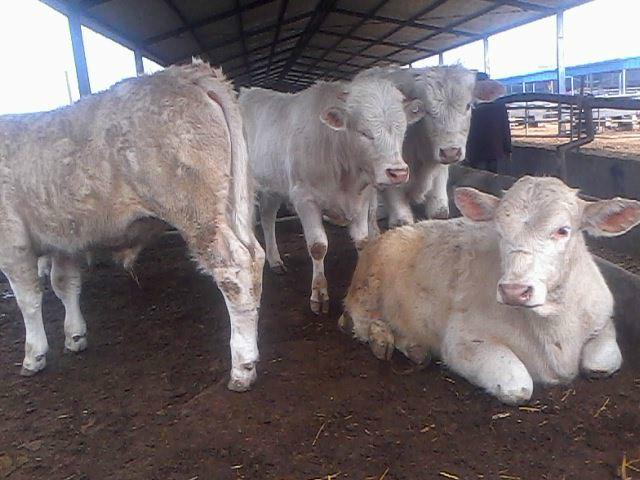 供应铜仁肉牛养殖厂出售小肉牛牛苗价格