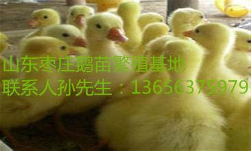 供应纯种扬州大白鹅，扬州大白鹅枣庄繁育基地