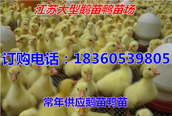 供应郑州鹅苗价格行情分析