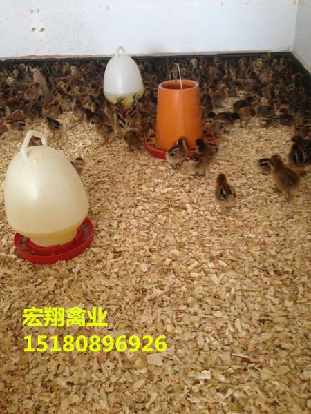 供应土鸡苗养殖技术  贵州土鸡苗价格图片