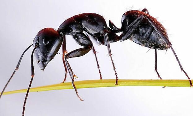 黑蚂蚁超微粉代加工
