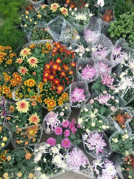 供应室内绿植花卉供应苏州植物花卉批发观赏性植物租赁公司图片