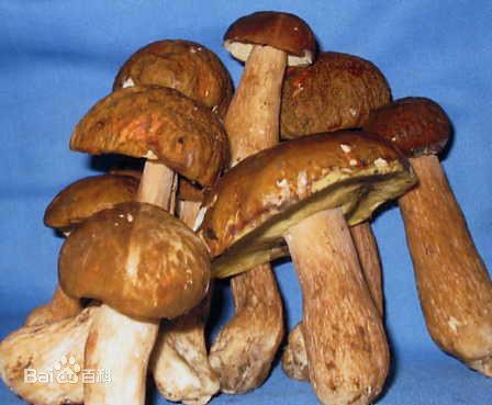 山东野生红菇多少钱一斤批发