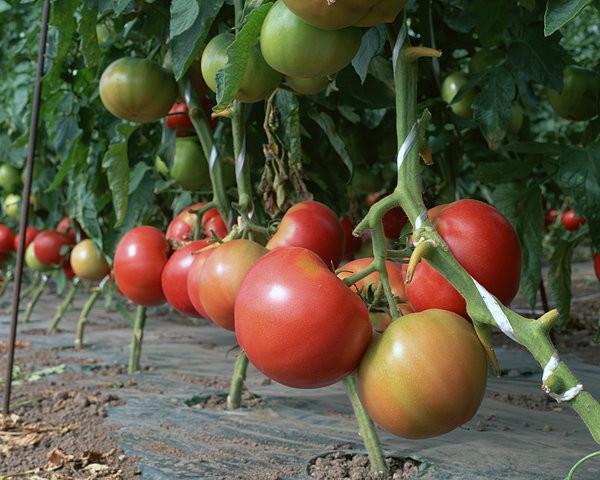 番茄种子，大粉果番茄种子-荷兰巨粉F1
