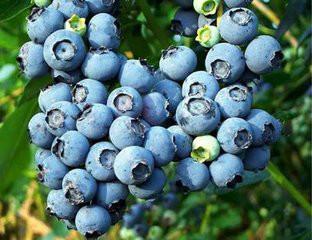供应圆蓝蓝莓苗厂家/蓝莓苗价格图片