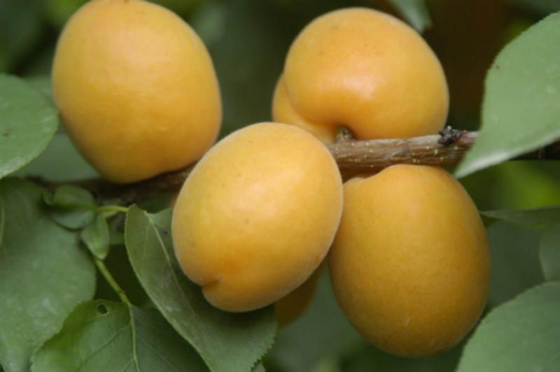 供应新世纪杏树苗1公分价格，杏树苗品种