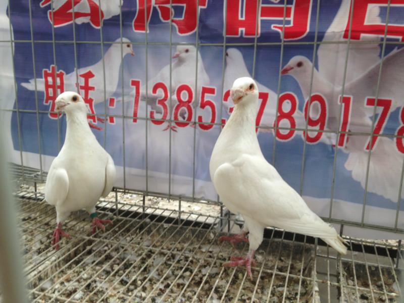 供应北京头型鸽多少钱一对，宏博观赏鸽出售马头鸽蛇头鸽