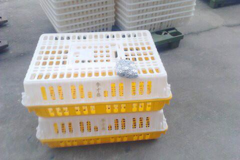 供应重庆活鸡运输塑胶鸡笼大型养殖场专用重庆塑胶鸡鸭笼