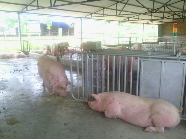 供应母猪电子饲喂站母猪自动饲喂系统