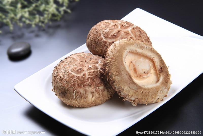 供应上海野生红菇多少钱一斤 白葱菌  红葱菌等一斤也批发