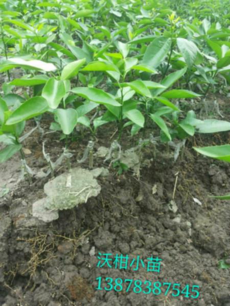 桂林市沃柑树苗厂家供应沃柑树苗 沃柑苗批发  沃柑苗价格
