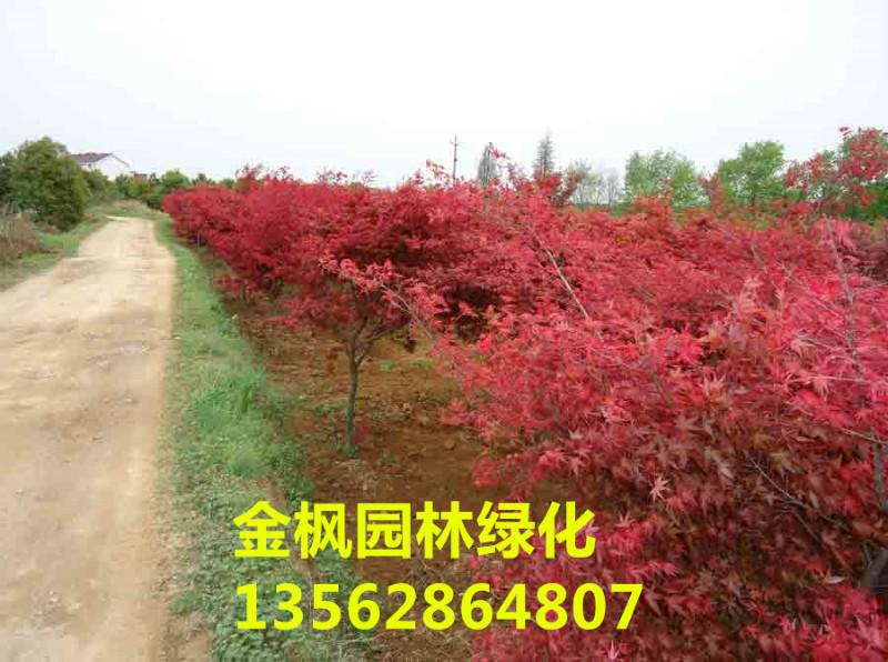 供应日本红枫树，日本红枫树价格，日本红枫树多少钱
