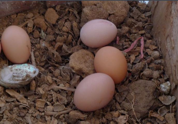 供应修水土特产土鸡蛋，农家散养土鸡蛋，修水供应商